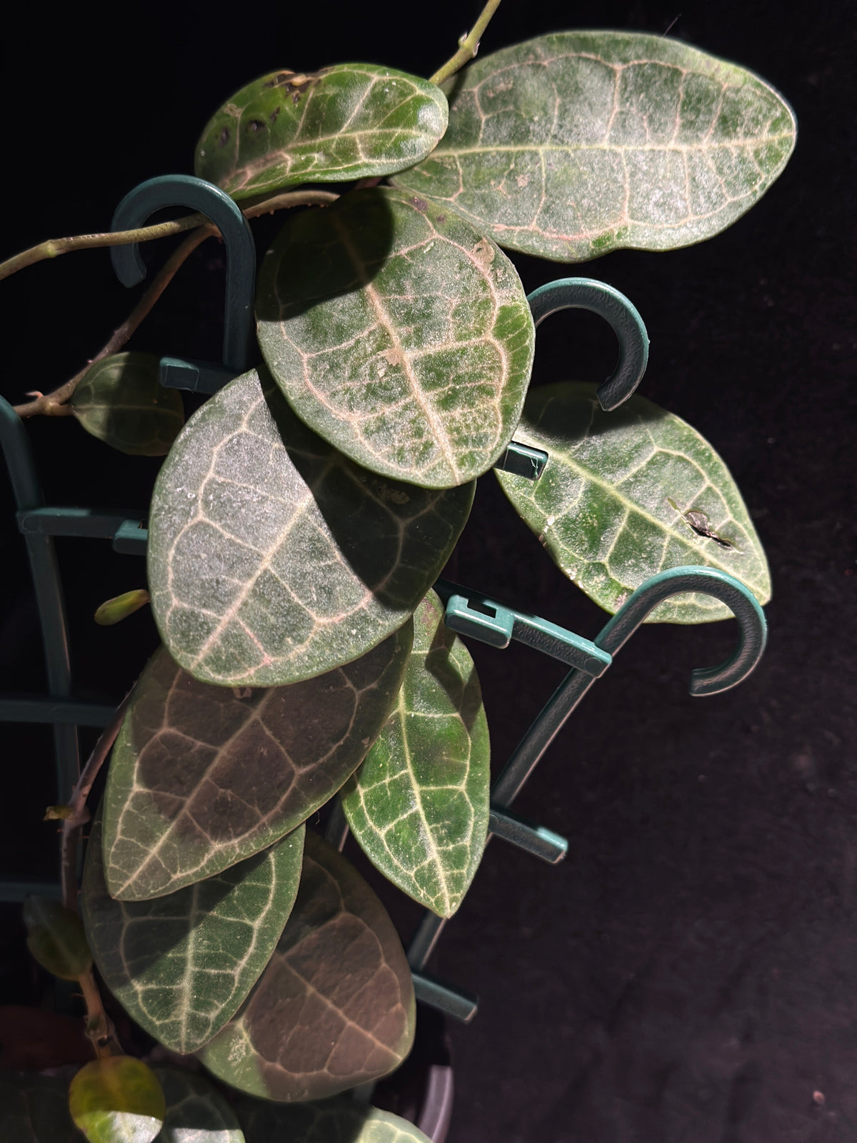 Hoya