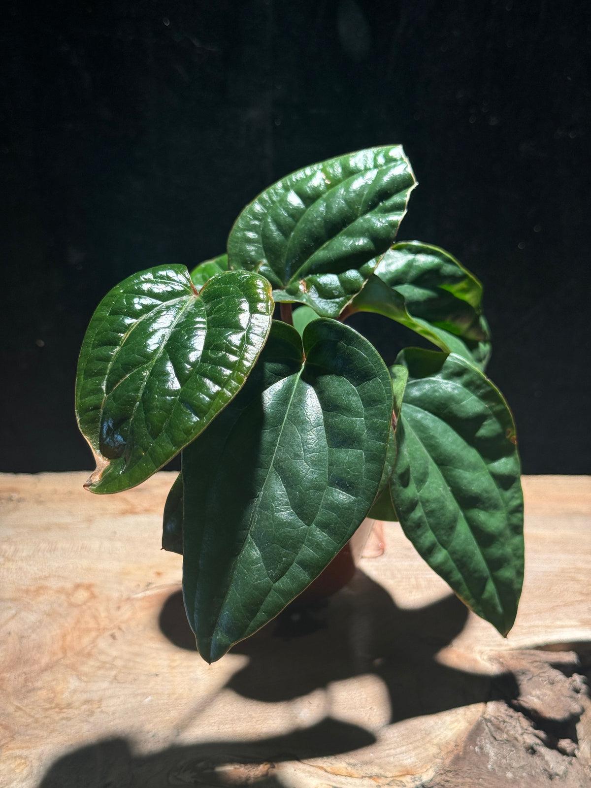 Anthuriums