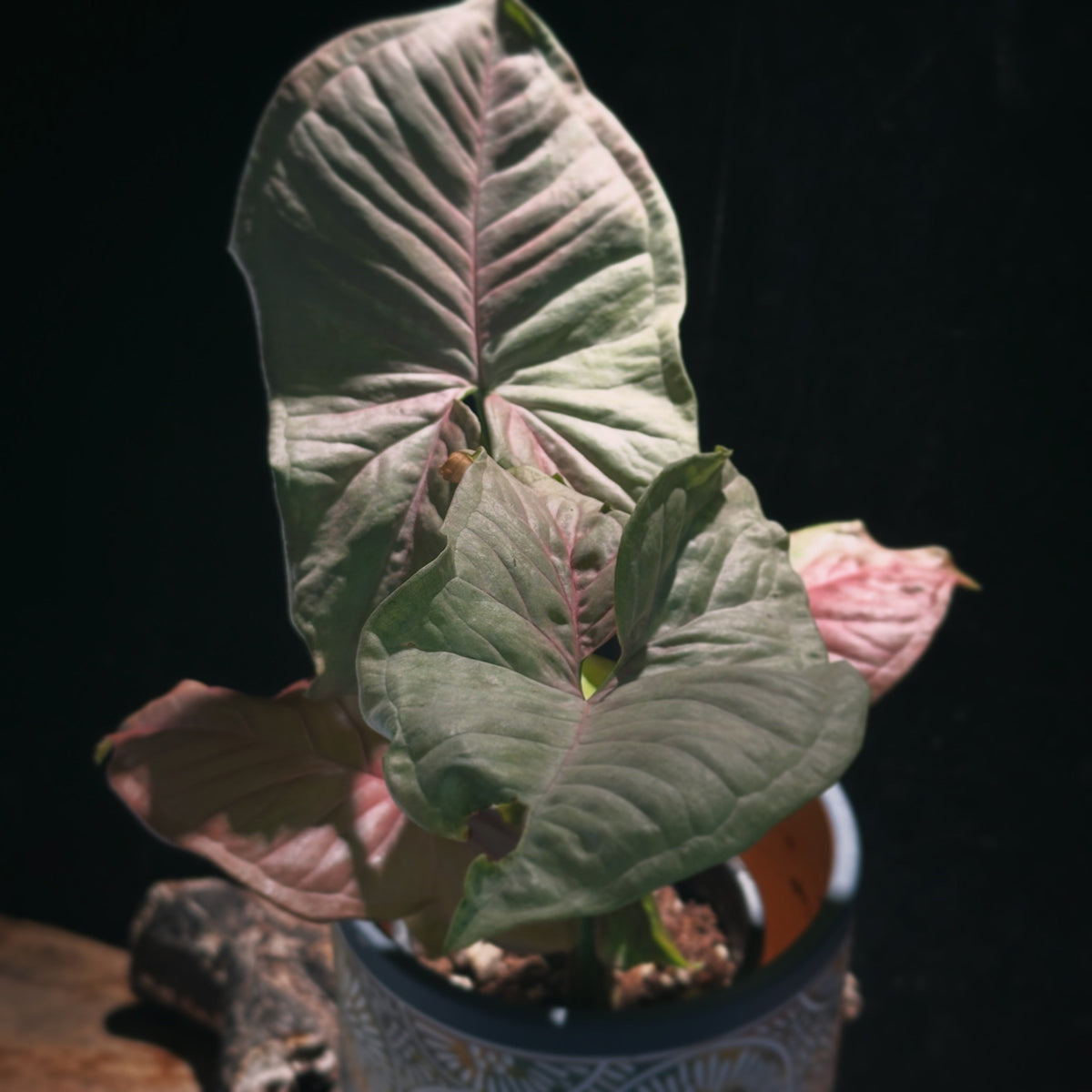 Syngoniums