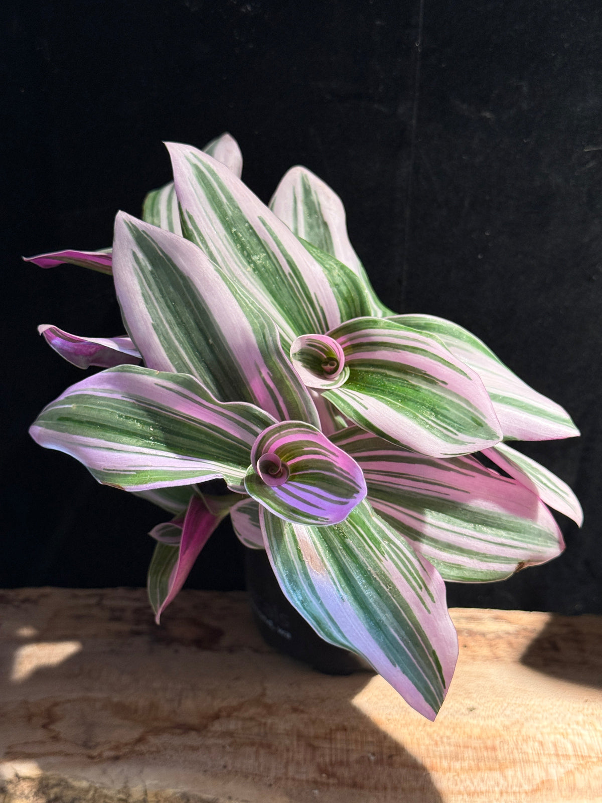 Tradescantia