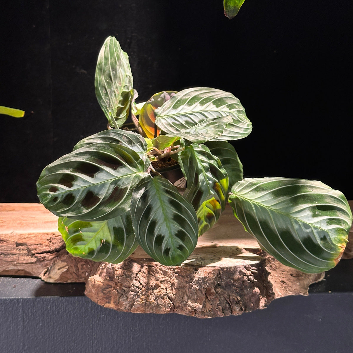 Maranta (Prayer Plant)