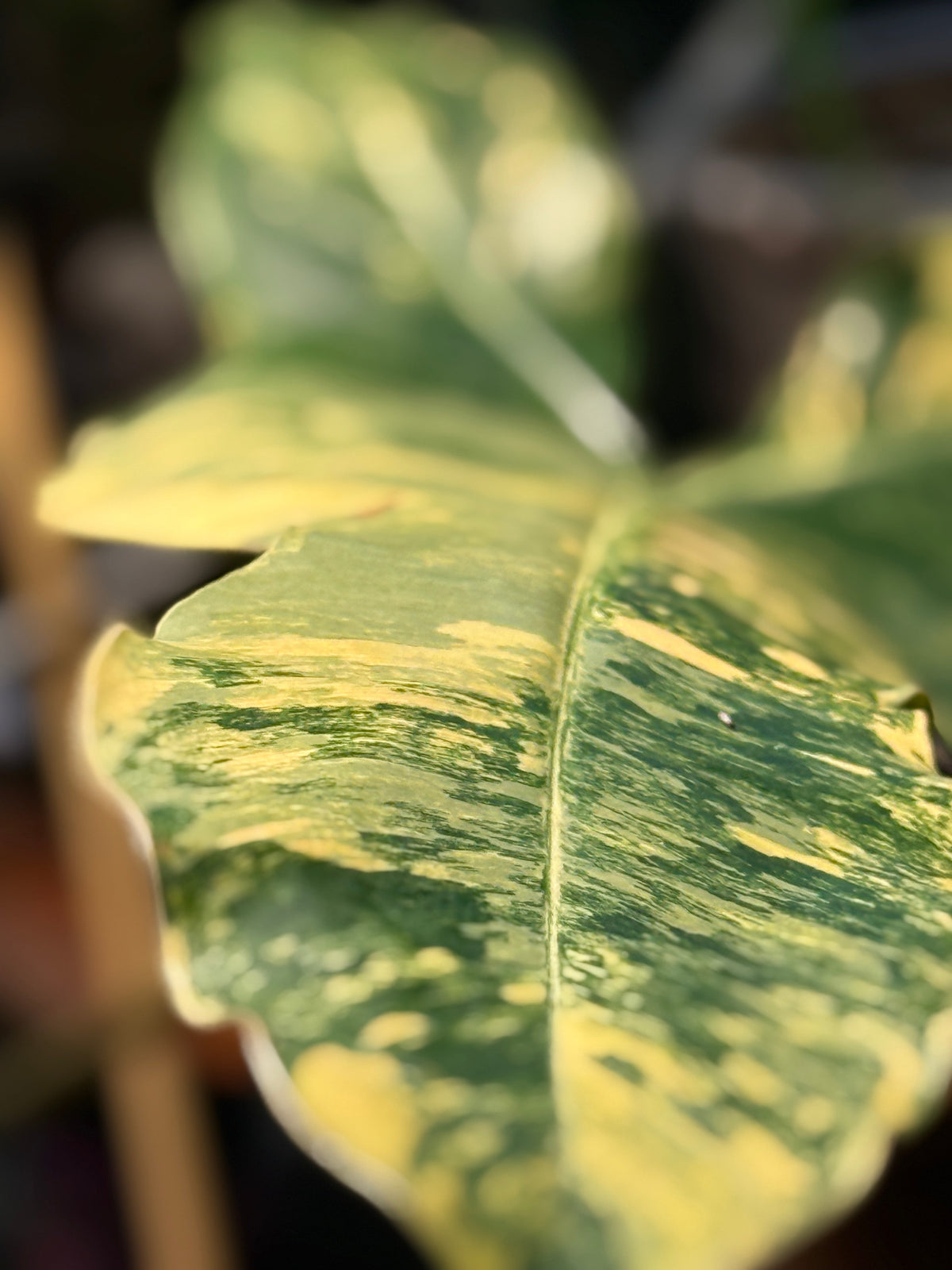 Philodendron