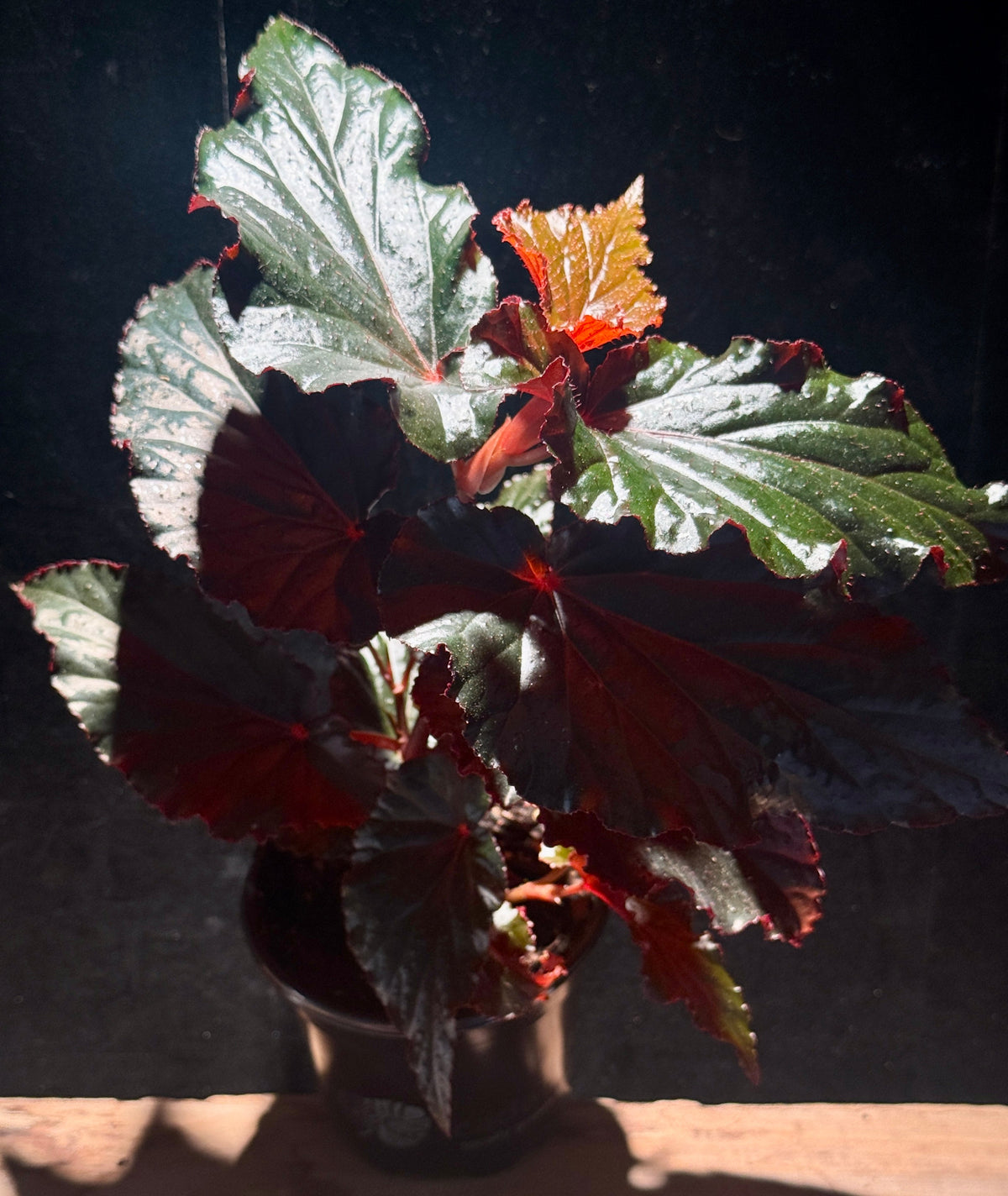 Begonia
