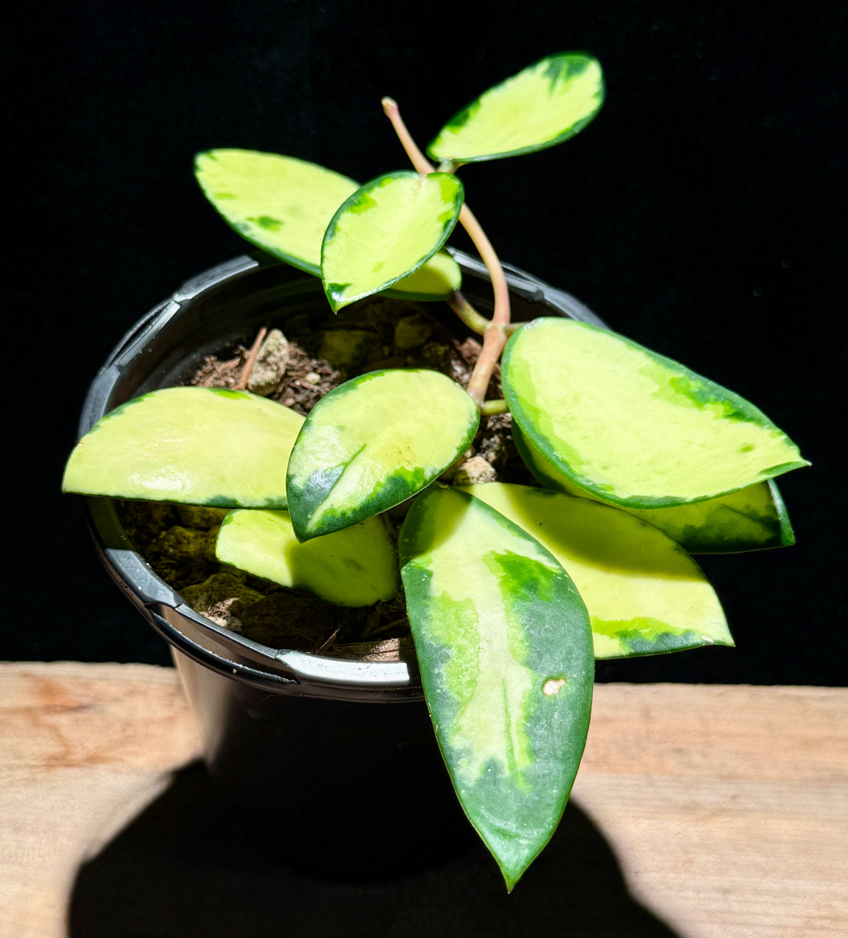 Pet Safe Plants