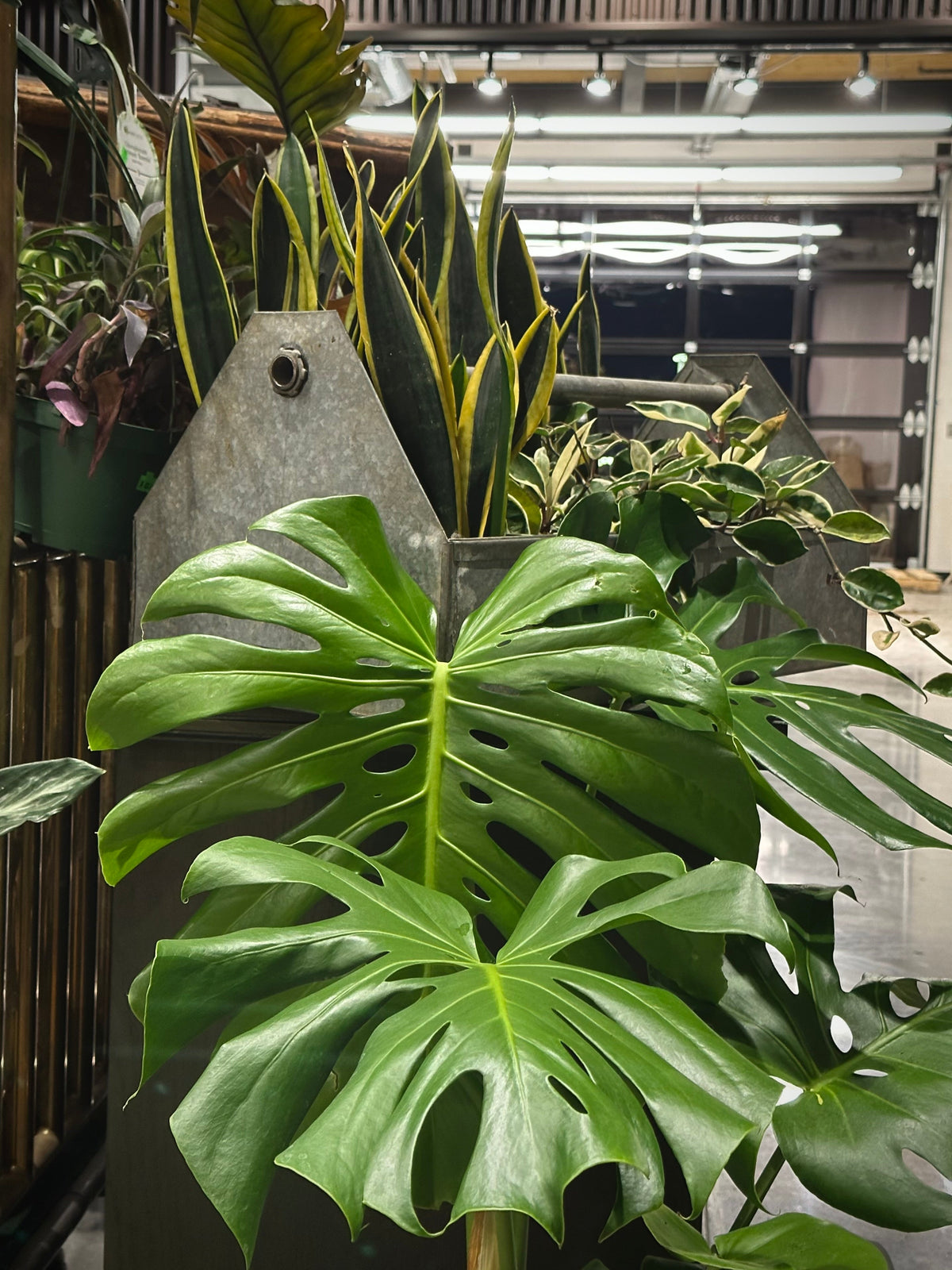 Monstera