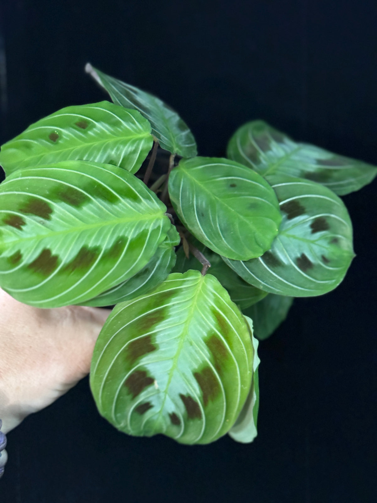 Maranta massangeana black (Prayer Plant)