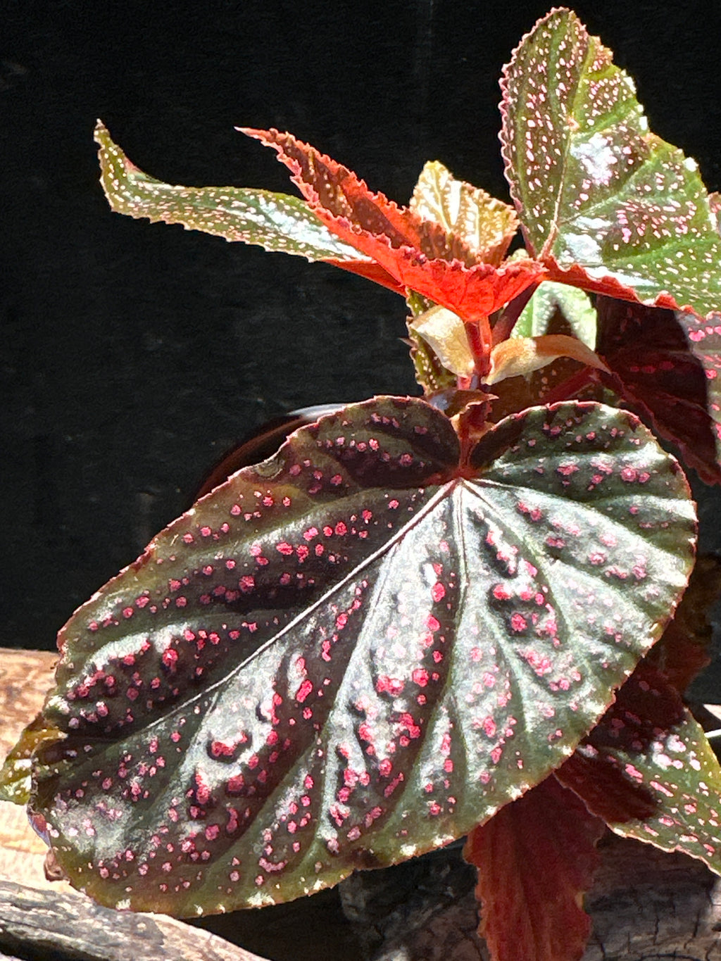Rare Begonia Pink Spot – Pink Polka Dot Starter Specimen