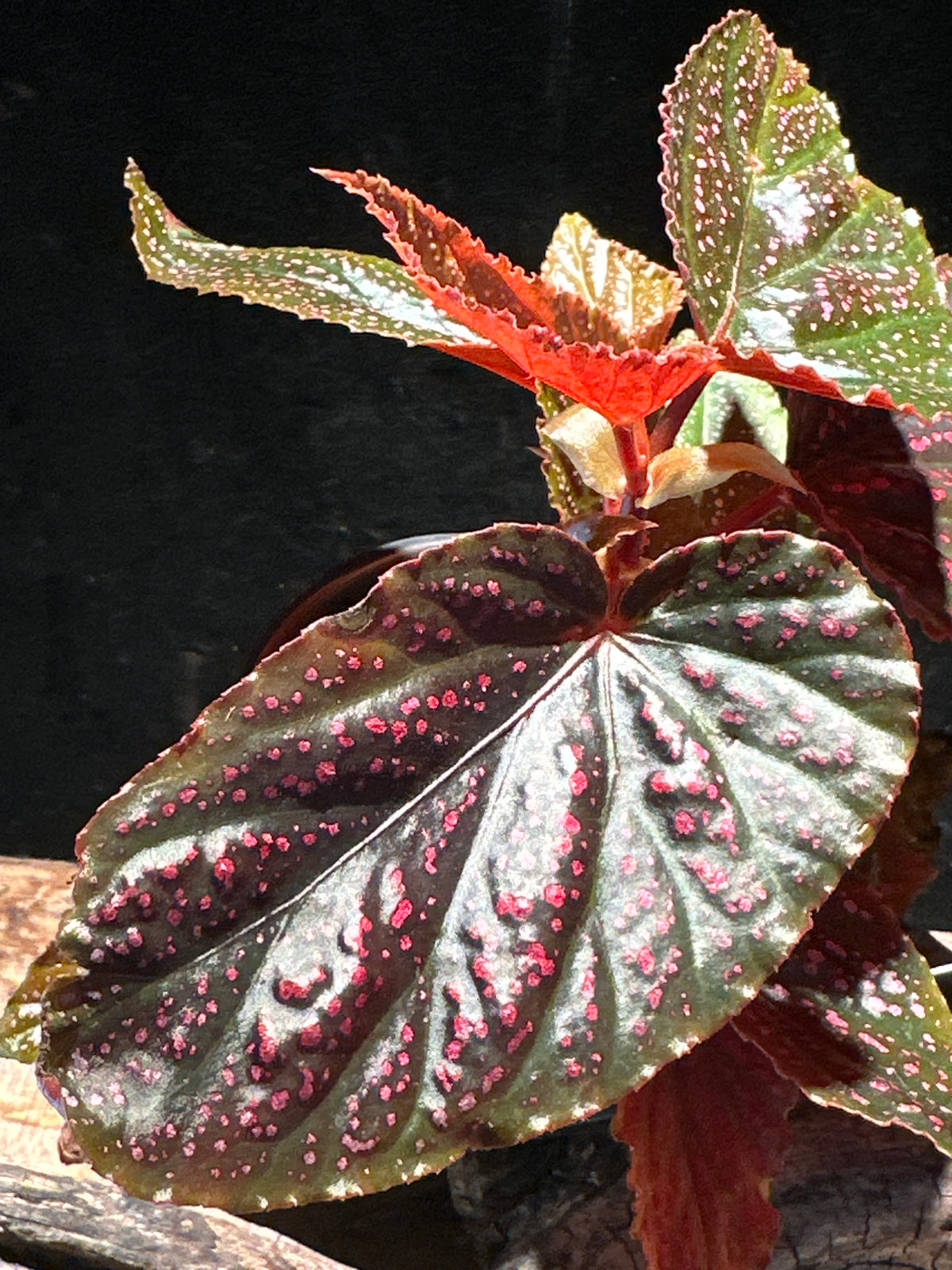 Rare Begonia Pink Spot – Pink Polka Dot Starter Specimen