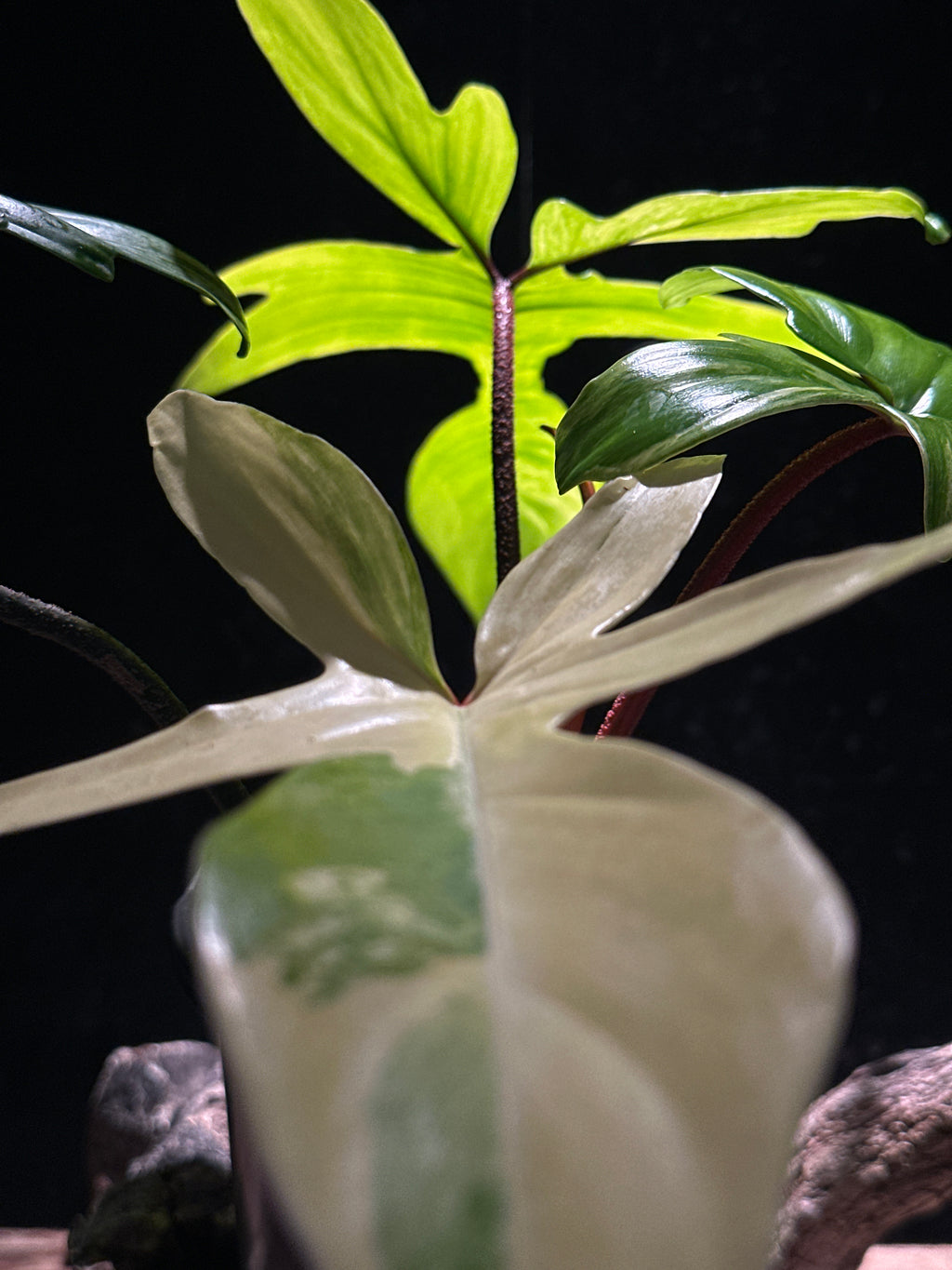 Philodendron ‘Florida Beauty’ Variegated