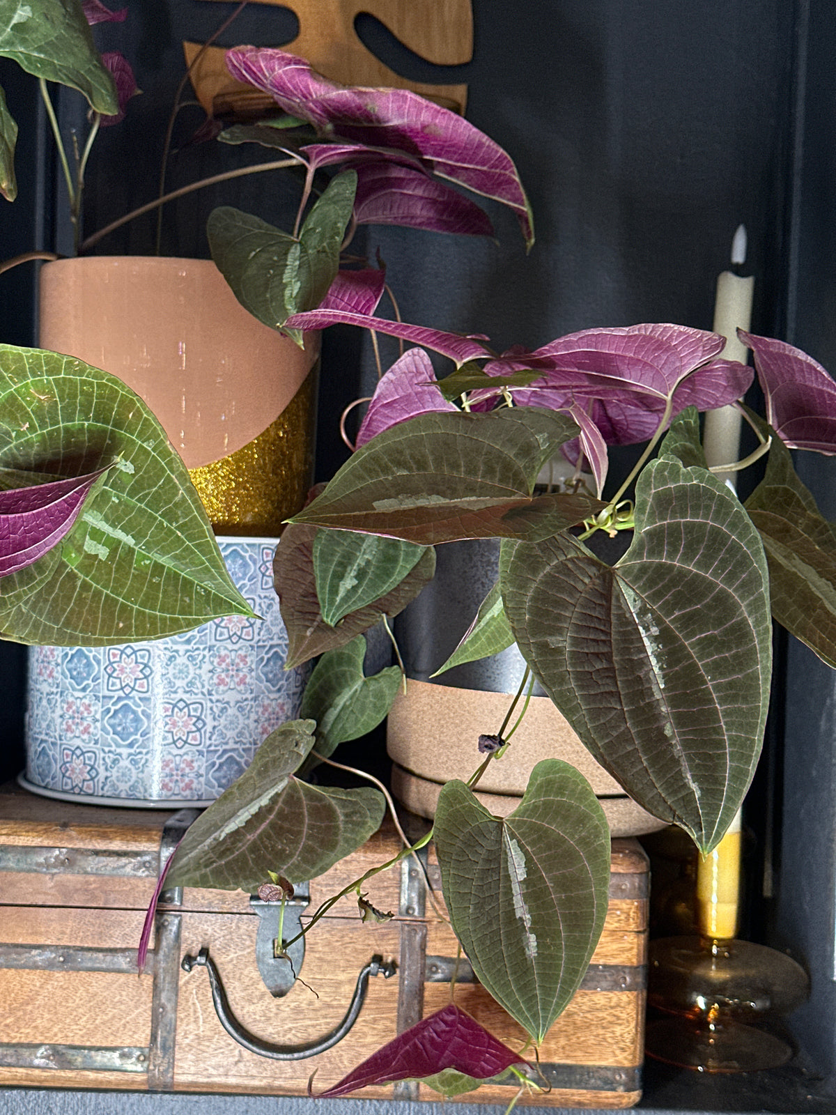 Dioscorea discolor - Ornamental Yam 6"