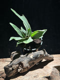 Platycerium Veitchii 4” (Silver Staghorn Fern)