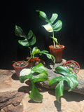 Raphidophora tetrasperma variegata