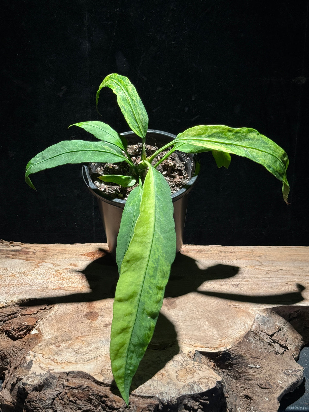 Anthurium vittarifolium - Variegated