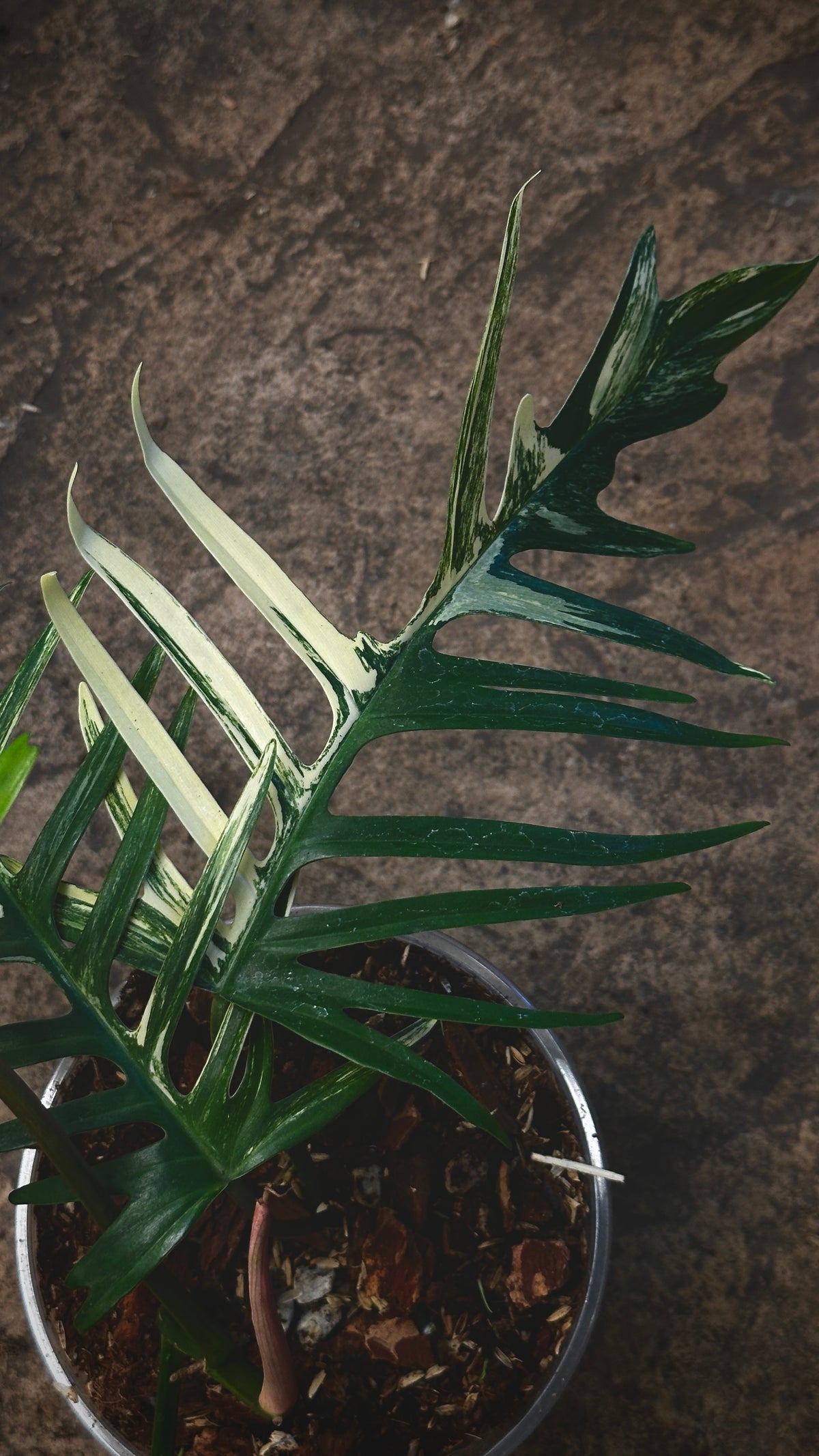 Philodendron Florida Beauty x Tortum variegated 6"