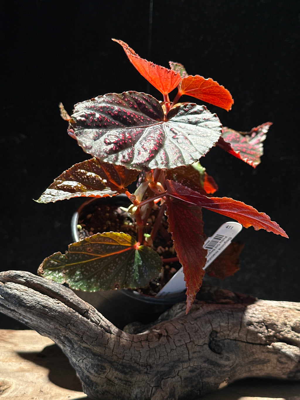Rare Begonia Pink Spot – Pink Polka Dot Starter Specimen