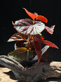 Rare Begonia Pink Spot – Pink Polka Dot Starter Specimen