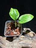 Rare Variegated Rhaphidophora Puberula | Mint & Cream Live