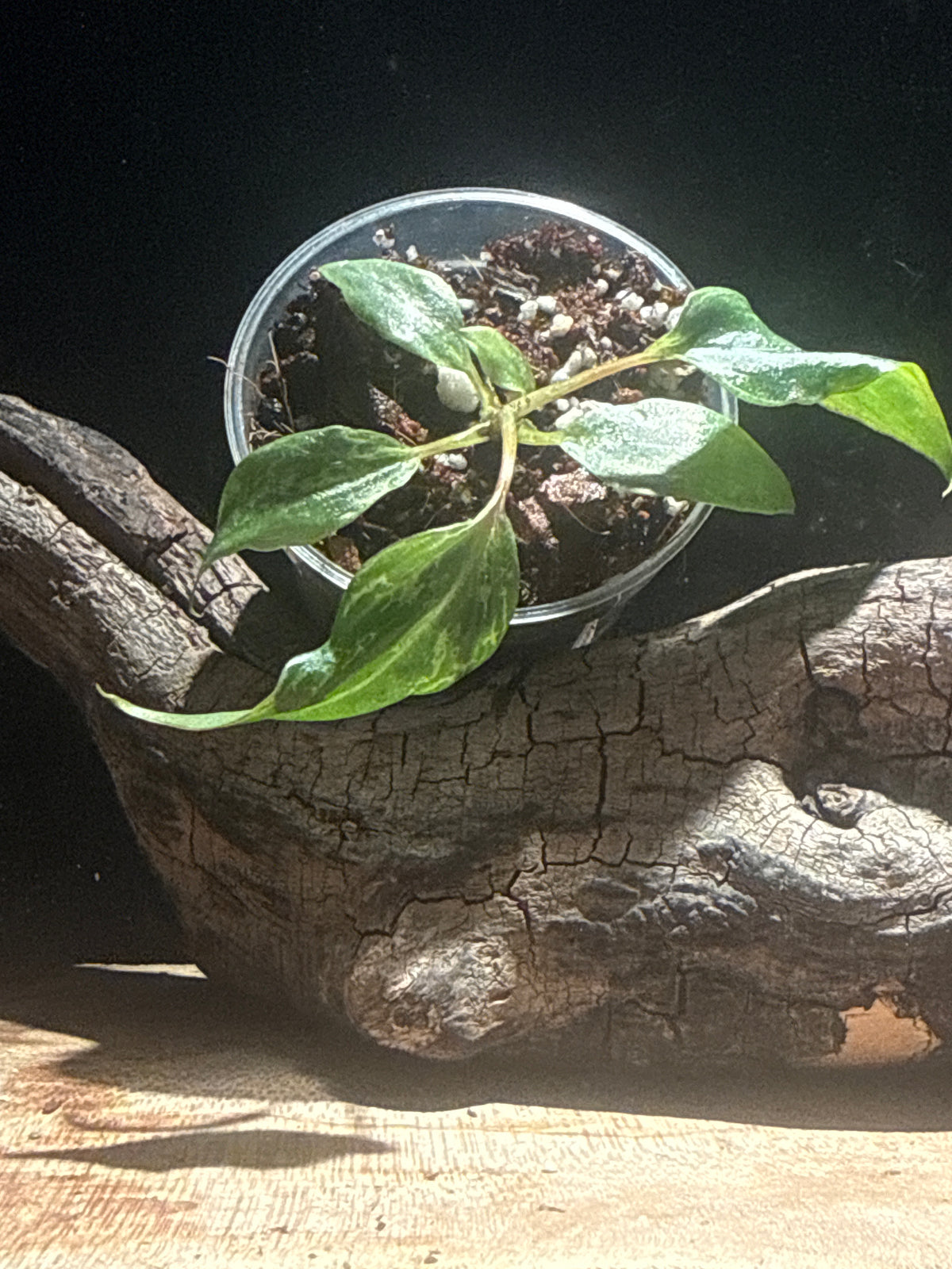 Rare Philodendron Gloriosum 'Snow Leopard' – Velvet Variegated Crawler