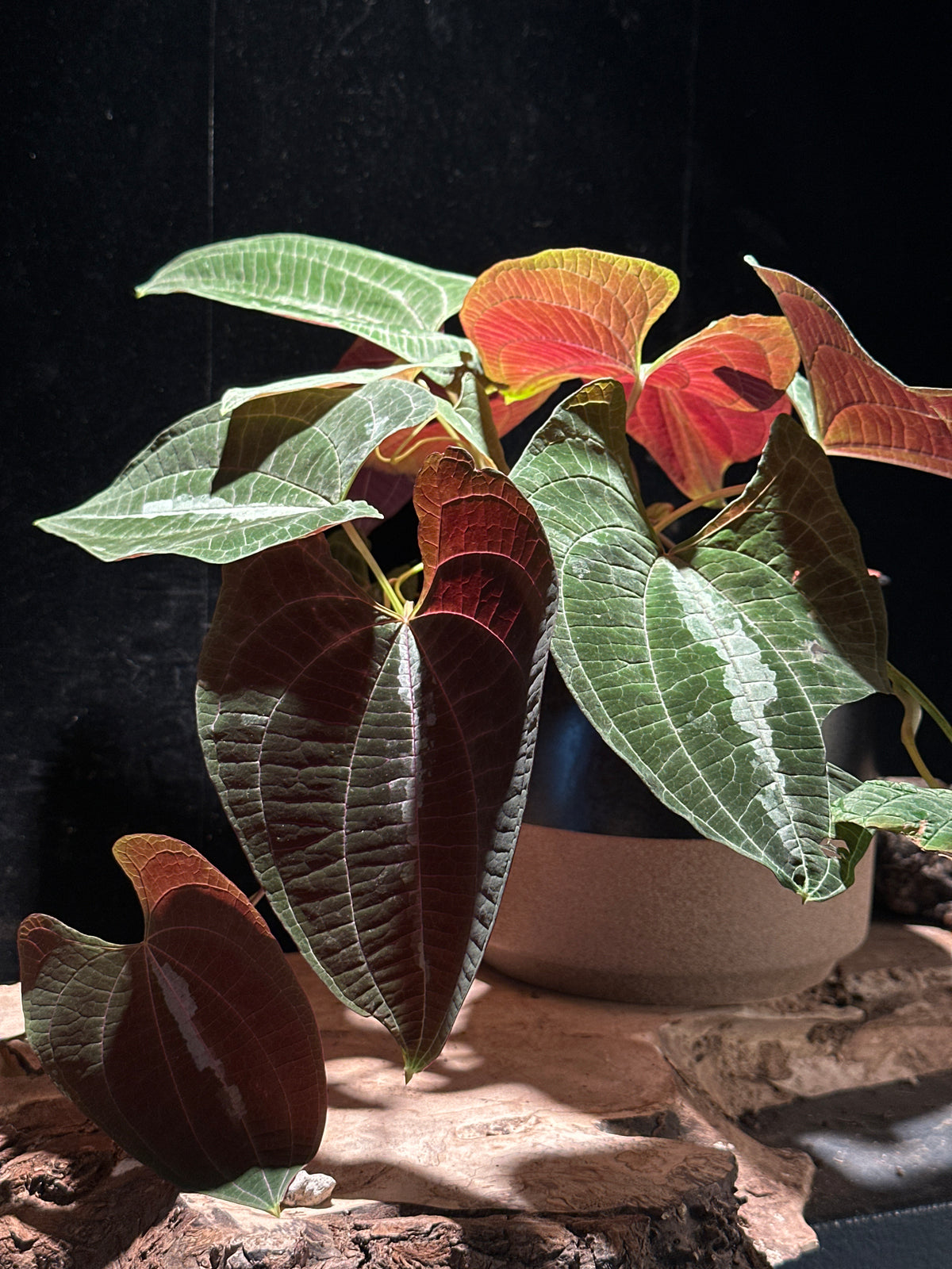 Dioscorea discolor - Ornamental Yam 6"