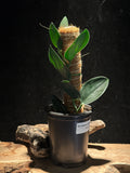 Scindapsus trebulii ‘Dark Form’