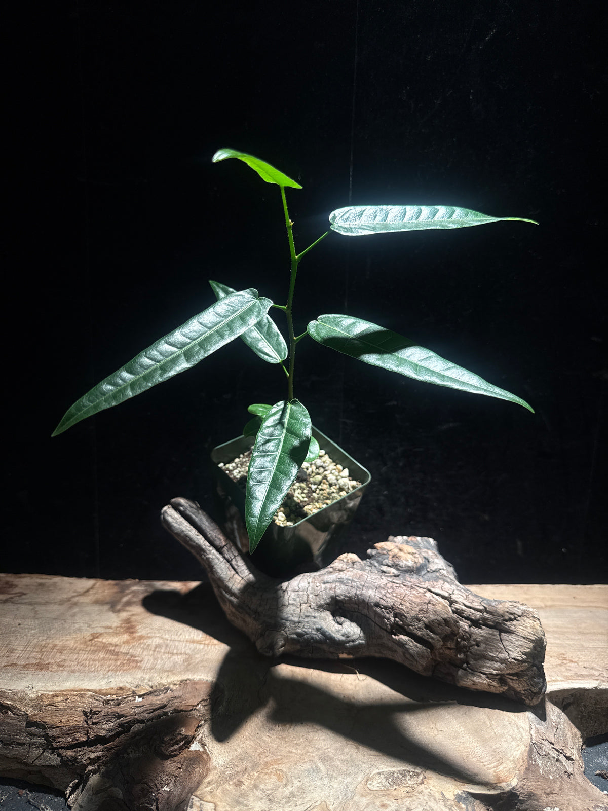 Queensland Bottle Tree - Brachychiton rupestris hybrid