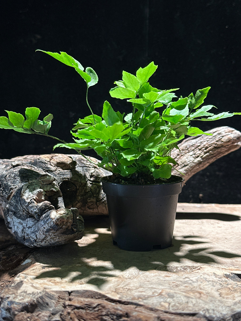 Maidenhair Fern (Assorted Adiantum Cultivars)