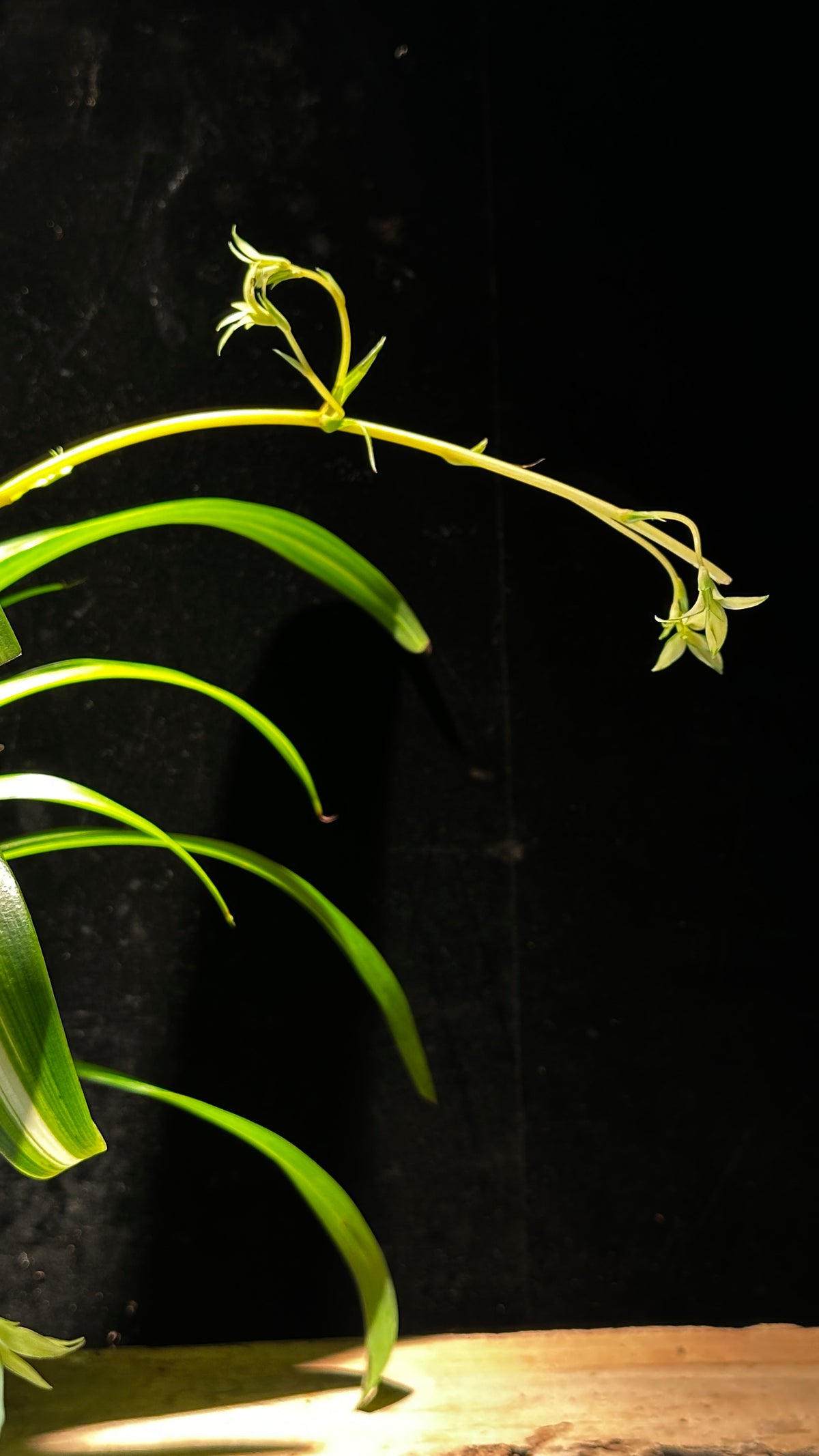 Hawaiian Spider Plant – Air-Purifying Trailing Hanging Basket