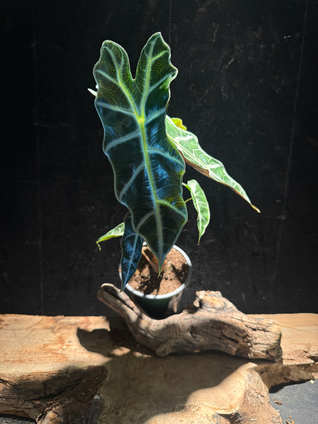 Alocasia Polly (African Mask Plant) – Striking Tropical Houseplant