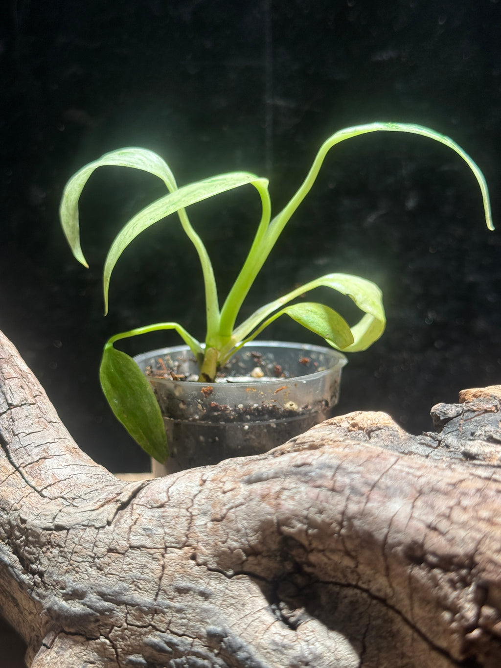 Rare Variegated Rhaphidophora Megasperma (Variegated Gorilla) | Live Aroid Plant