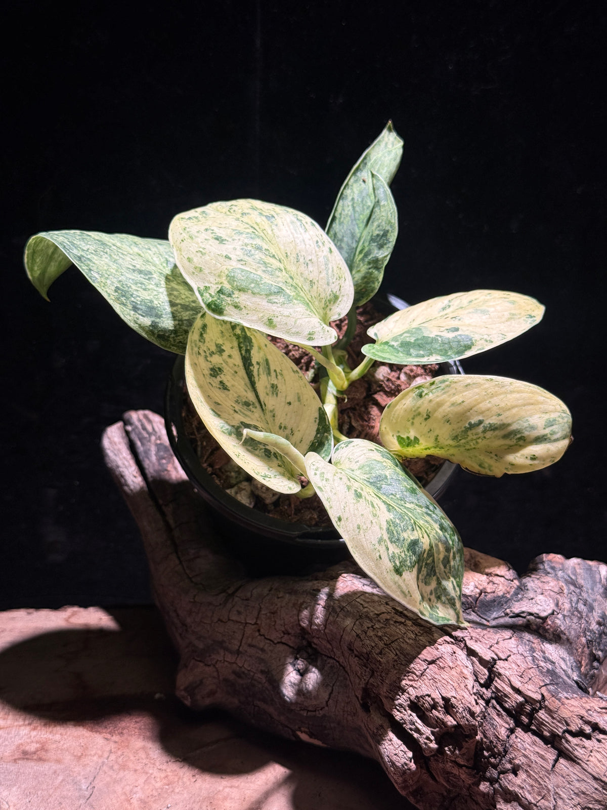 Scindapsus 'Silver Dark Cloud' Variegated (Halimoon)