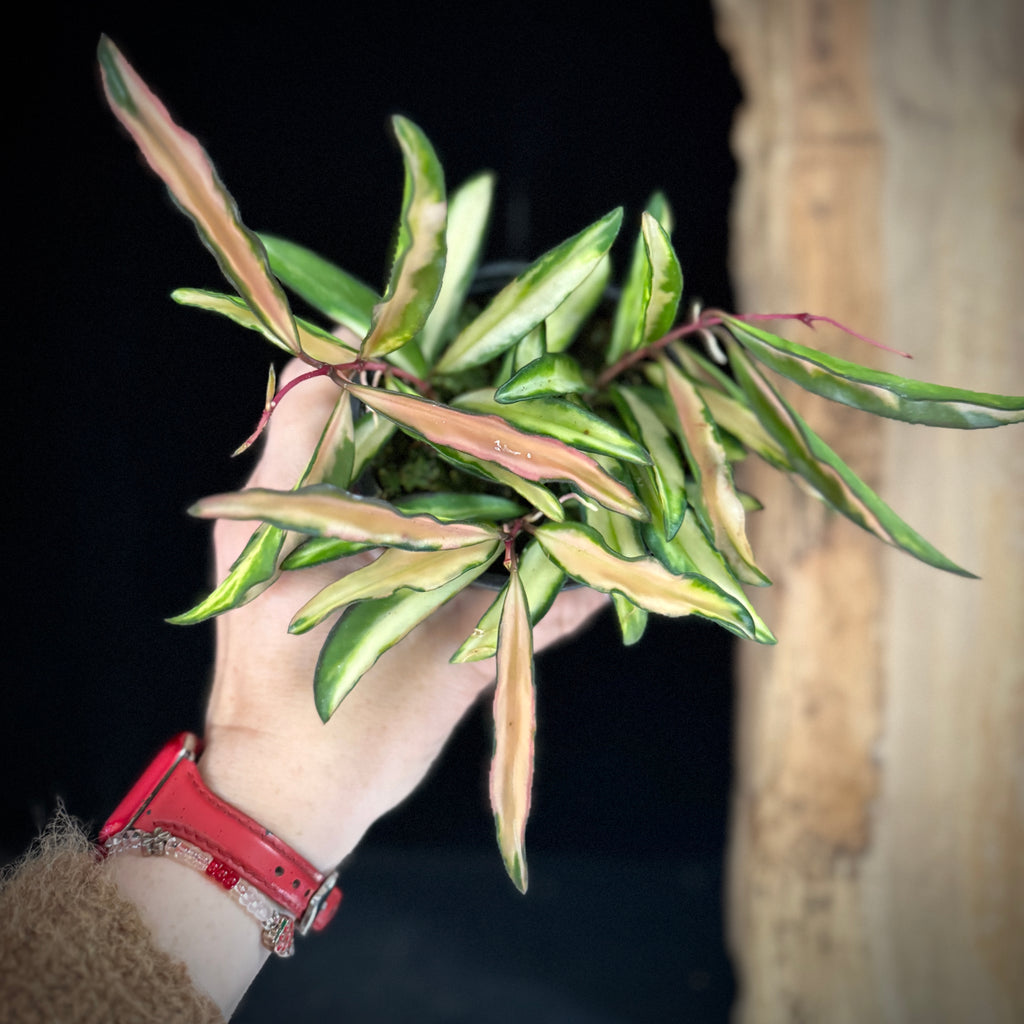 Hoya Wayetii 'Tricolor'