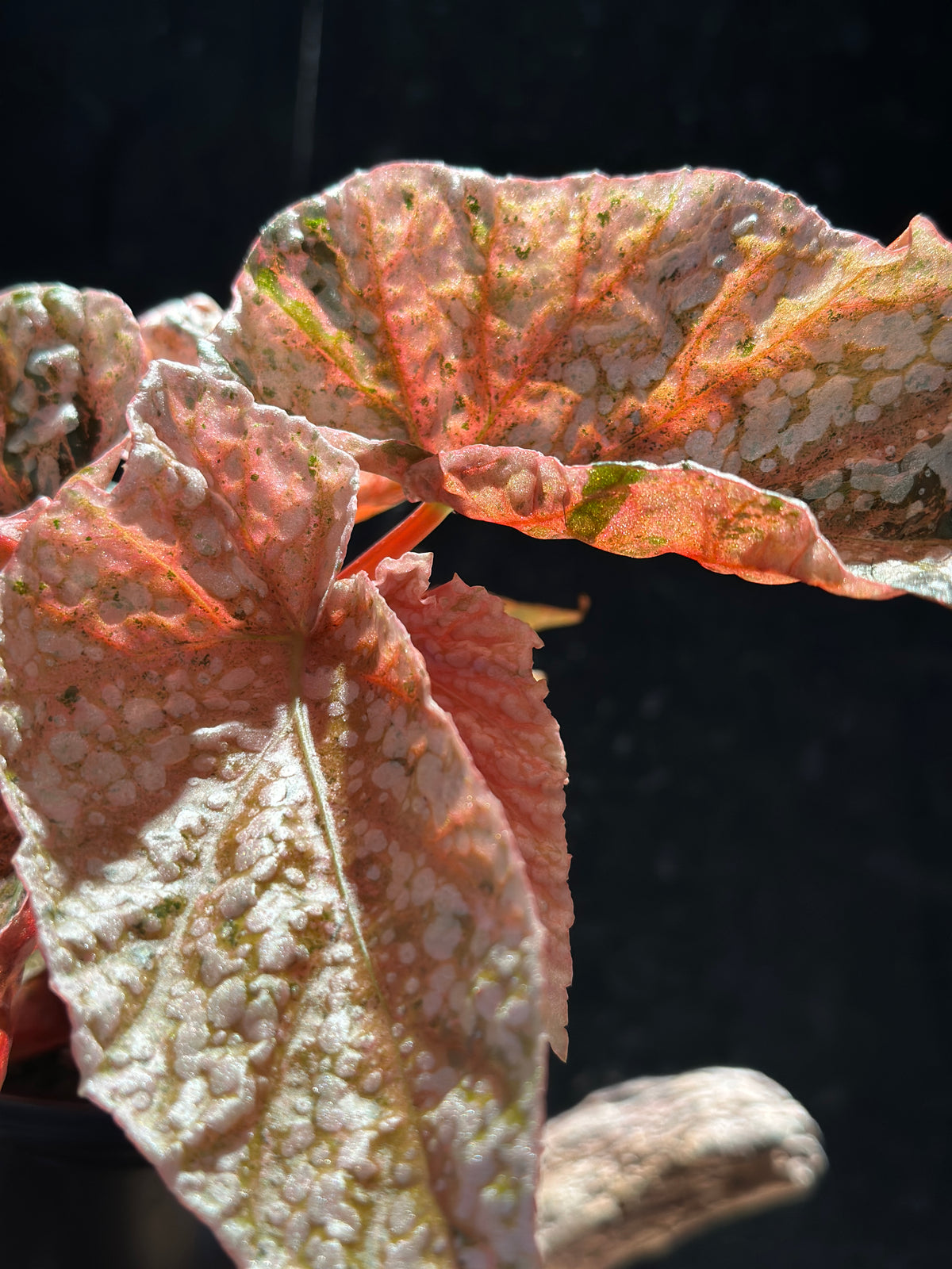 Begonia Variegated Snowcap