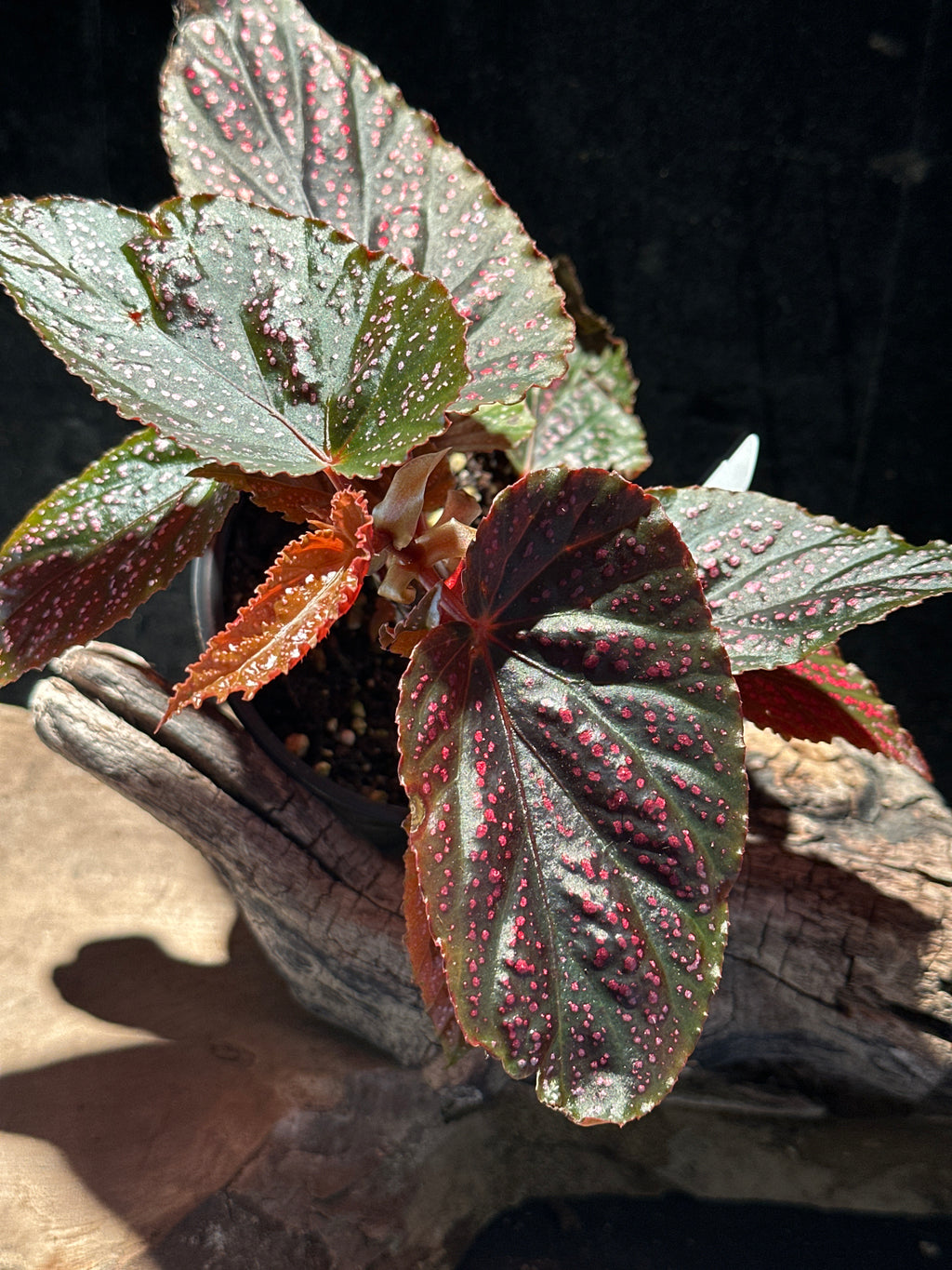 Rare Begonia Pink Spot – Pink Polka Dot Starter Specimen