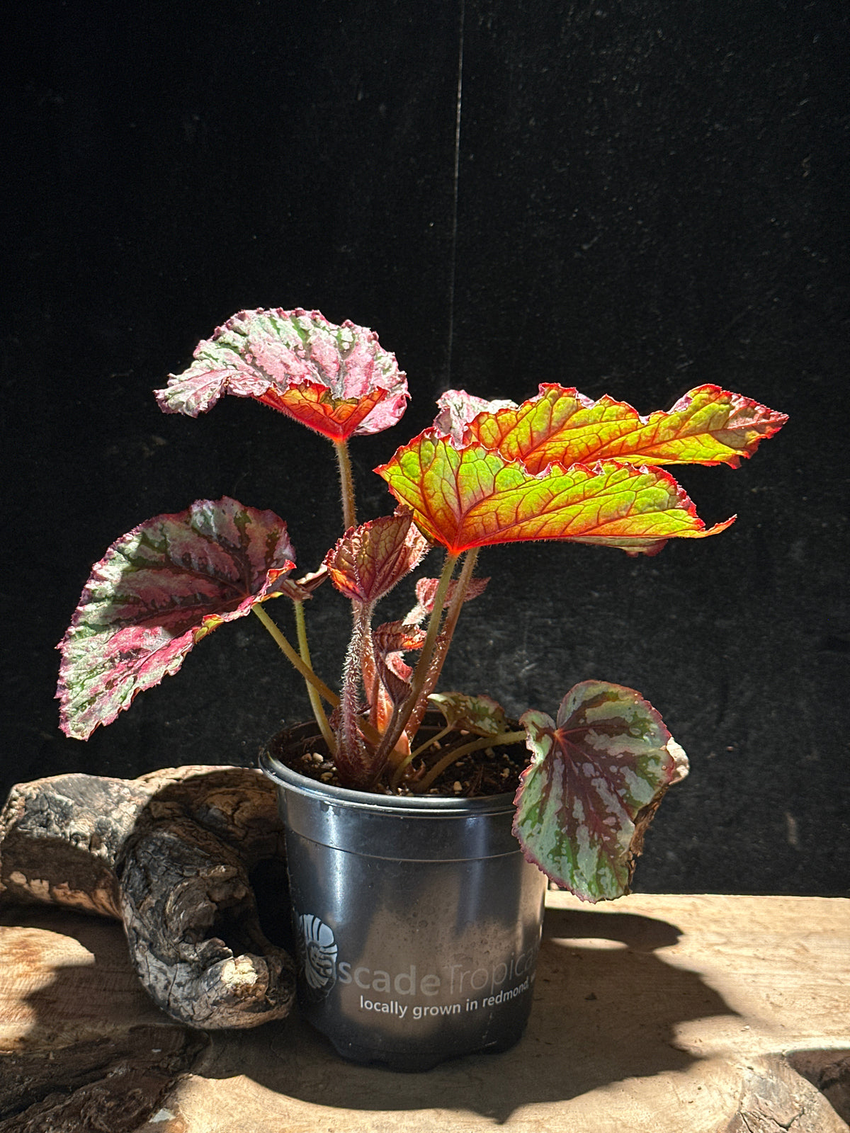 Begonia Lambada – High-Contrast Metallic Pink Rex Begonia