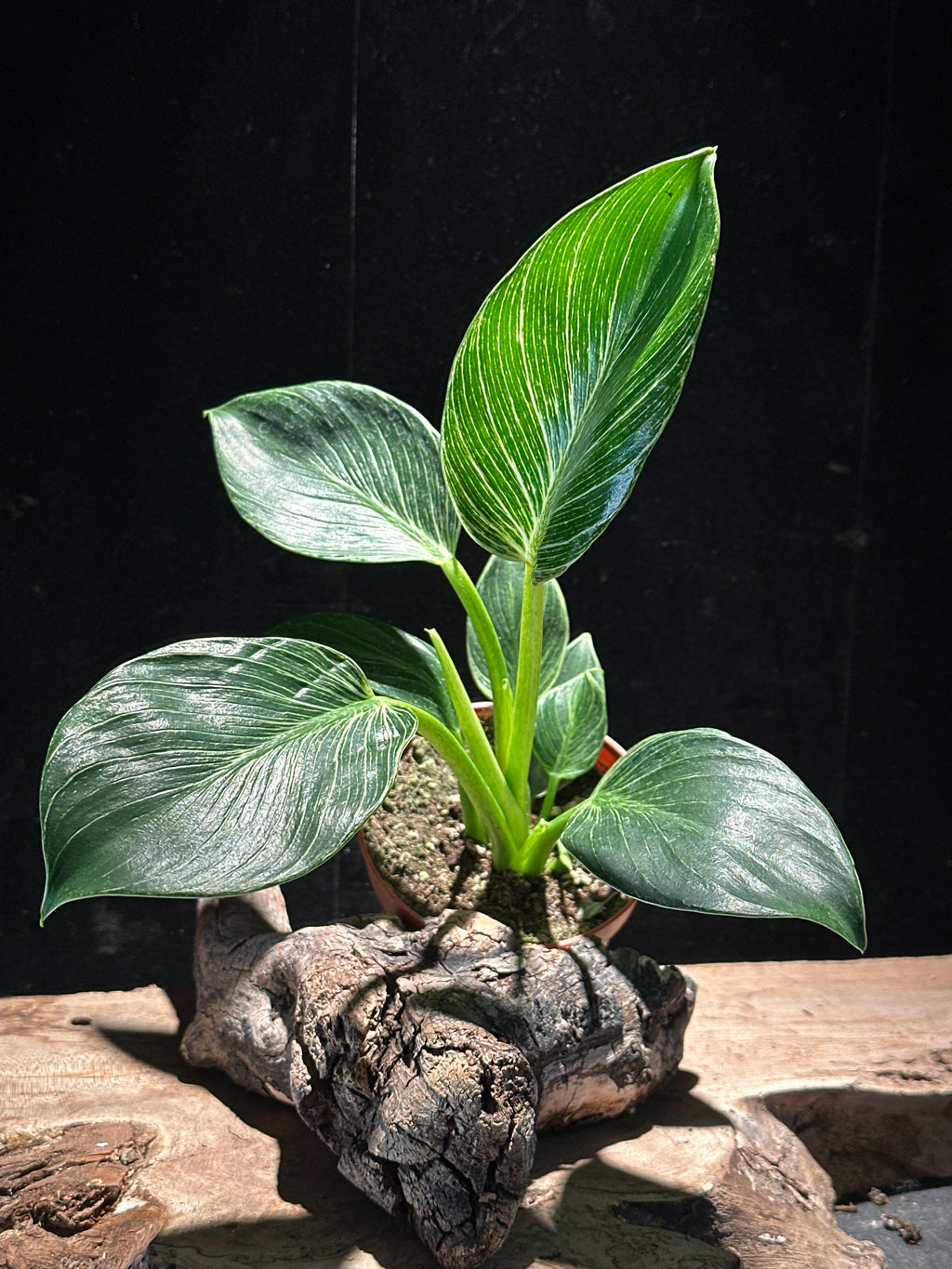 Philodendron 'Birkin’
