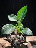 Philodendron 'Birkin’
