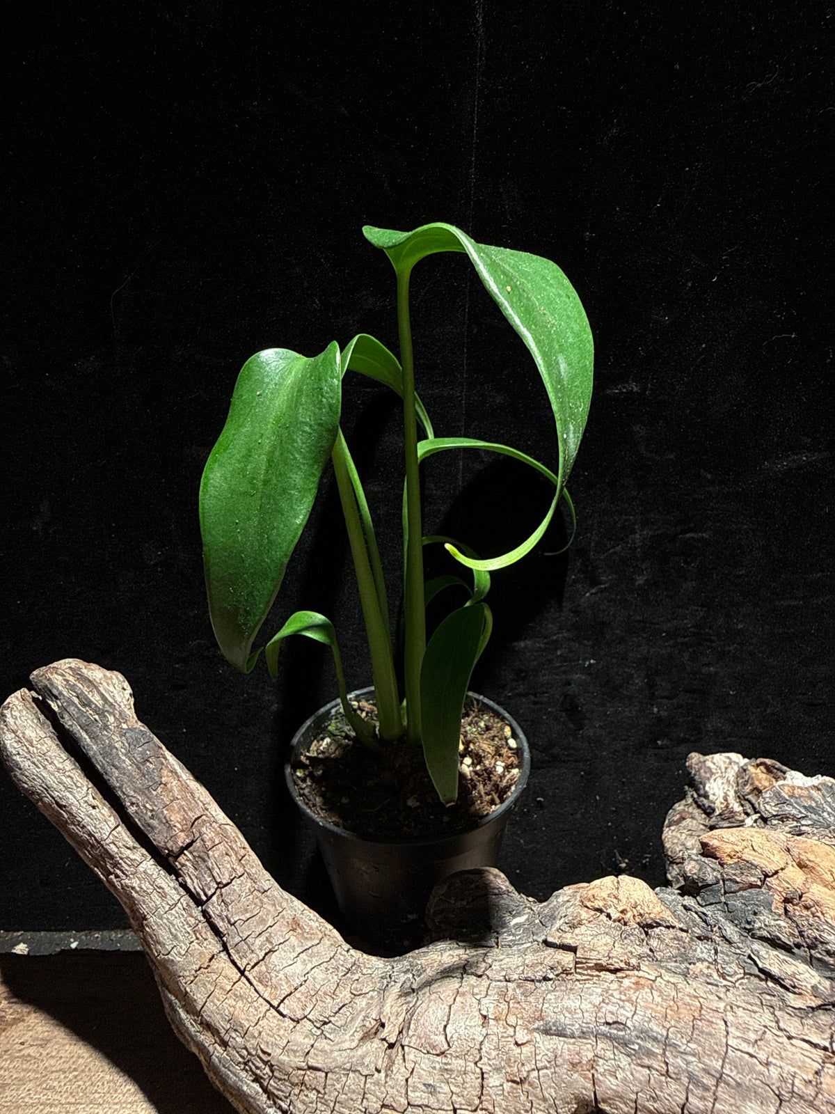 Monstera ‘Burle Marx Flame’
