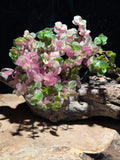 Callisia repens ‘Pink Lady’ (Pink Panther)| Variegated Turtle Vine | Live Trailing Houseplant
