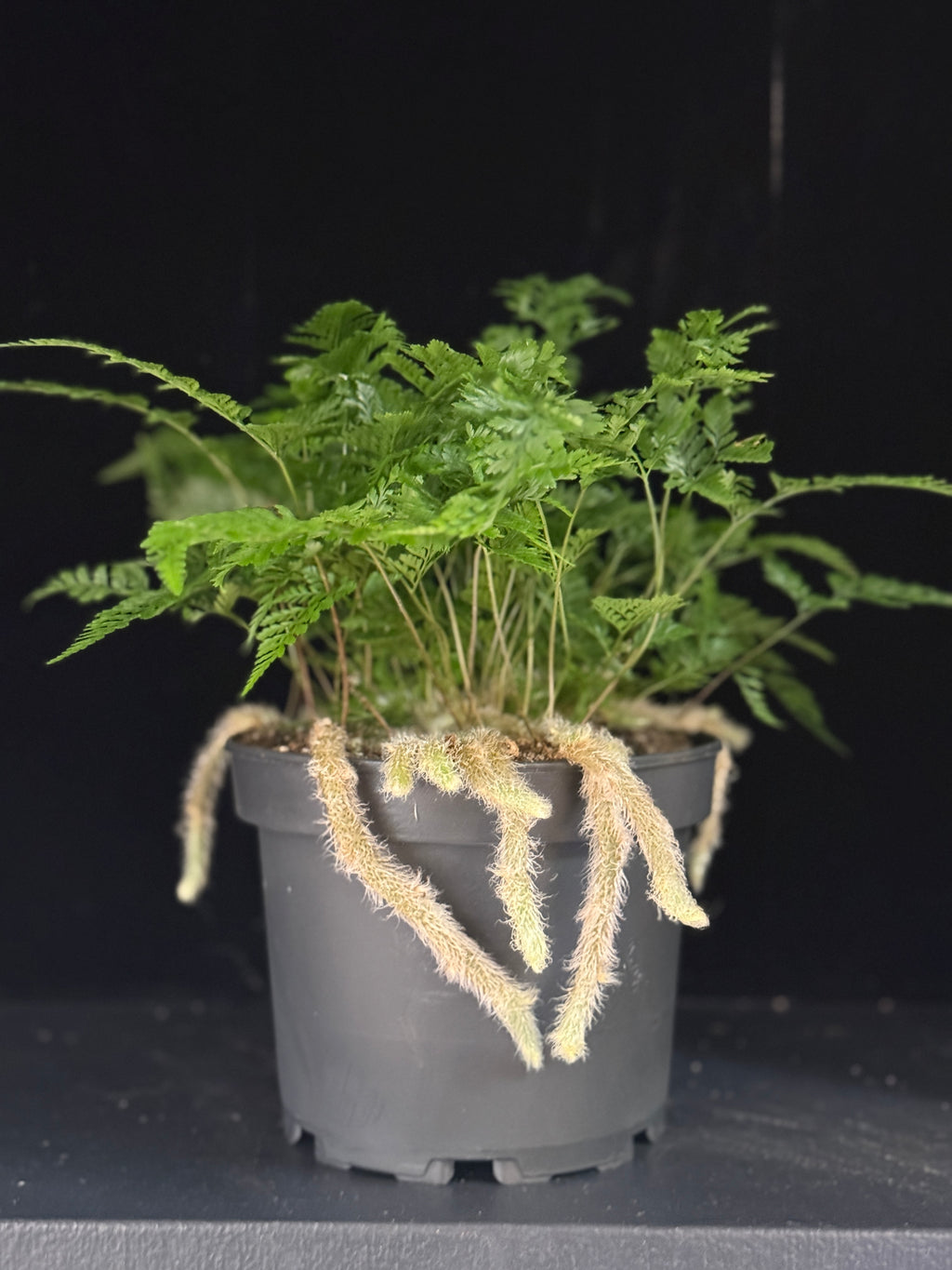 Davallia fejeensis-upright ‘Rabbit’s Foot Fern’