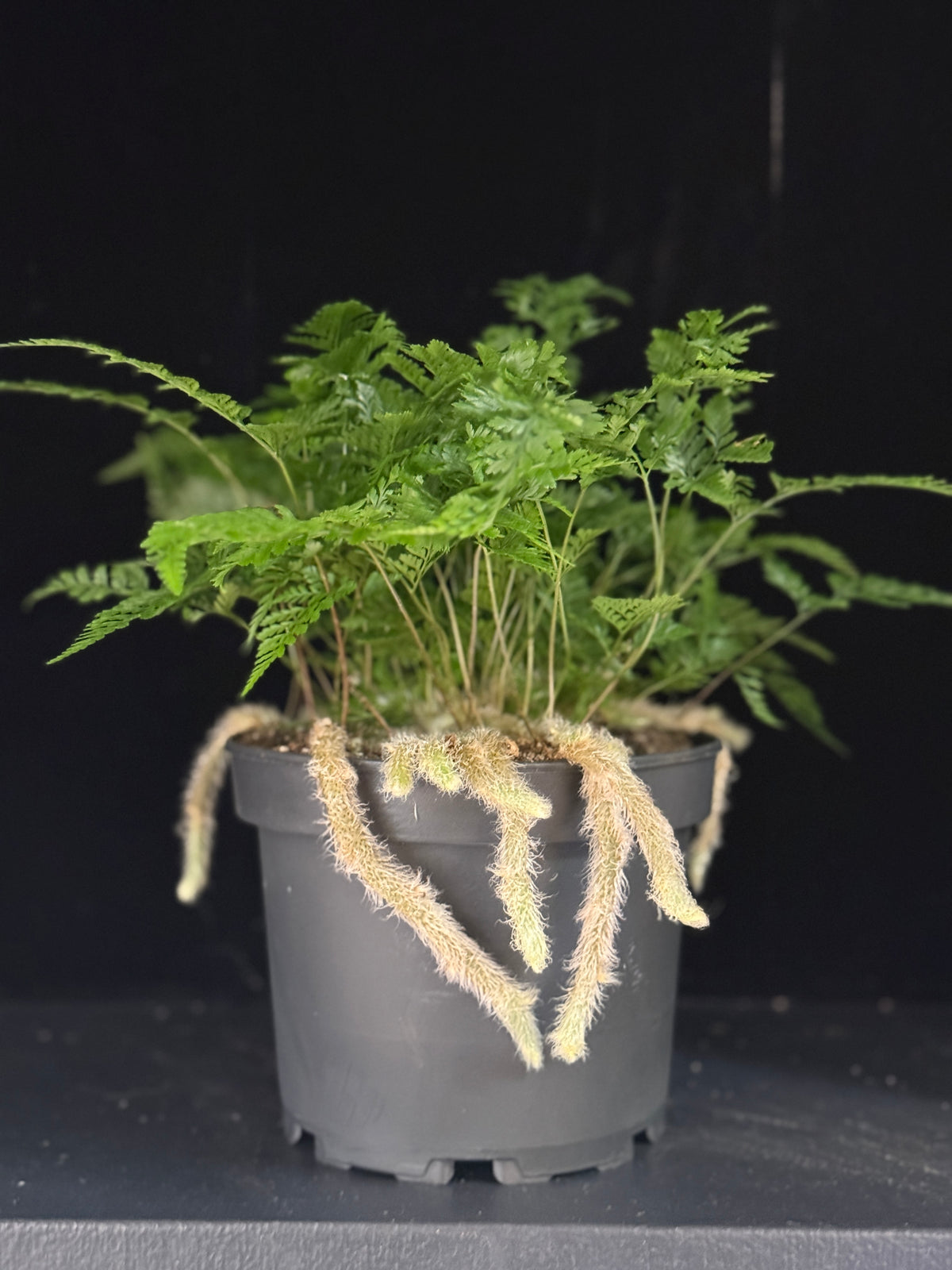 Davallia fejeensis-upright ‘Rabbit’s Foot Fern’