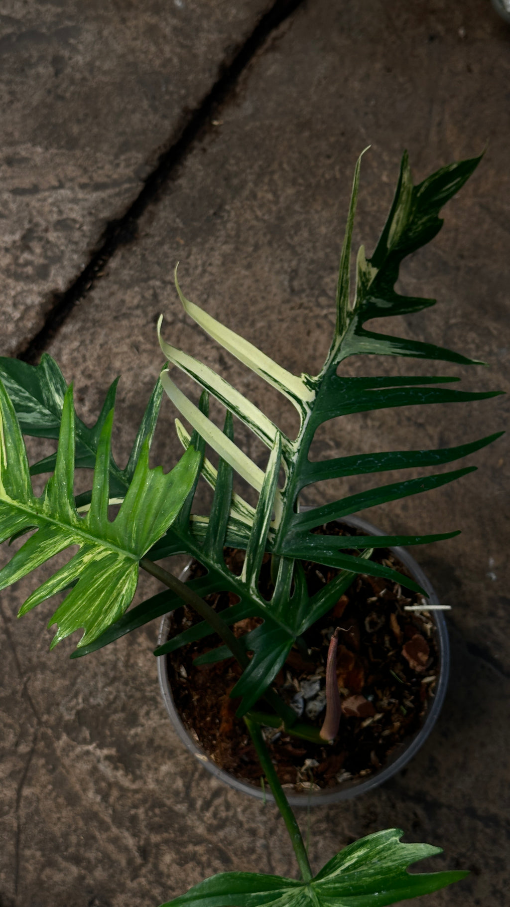 Philodendron Florida Beauty x Tortum variegated 6"
