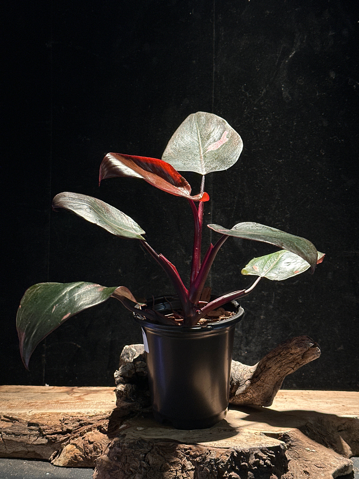 Philodendron ‘Thai Pink Sunrise’