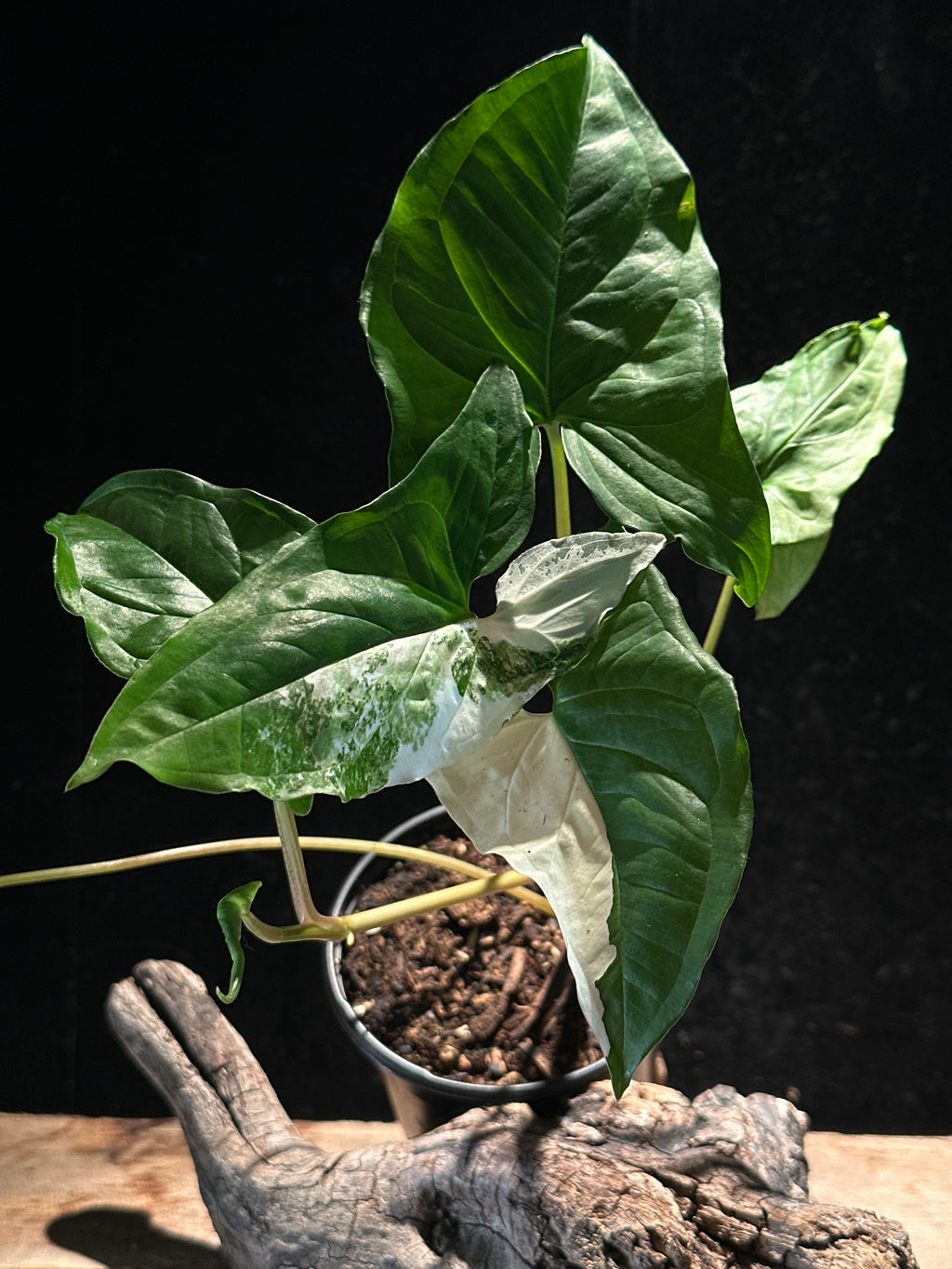 Syngonium Podophyllum ‘Albo-Variegated’