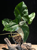 Syngonium Podophyllum ‘Albo-Variegated’