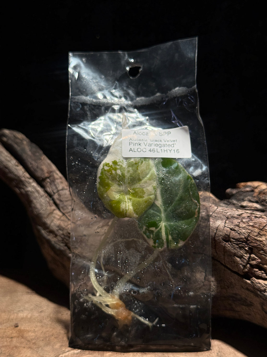 Alocasia Black Velvet Albo Pink VariegatedTissue Culture