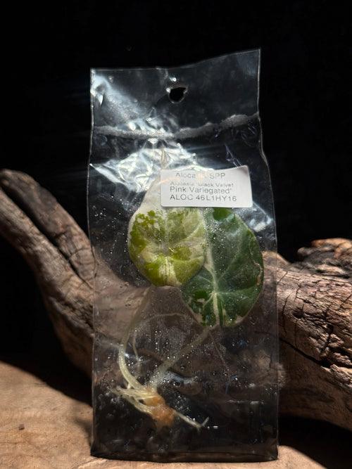 Alocasia Black Velvet Albo Pink VariegatedTissue Culture