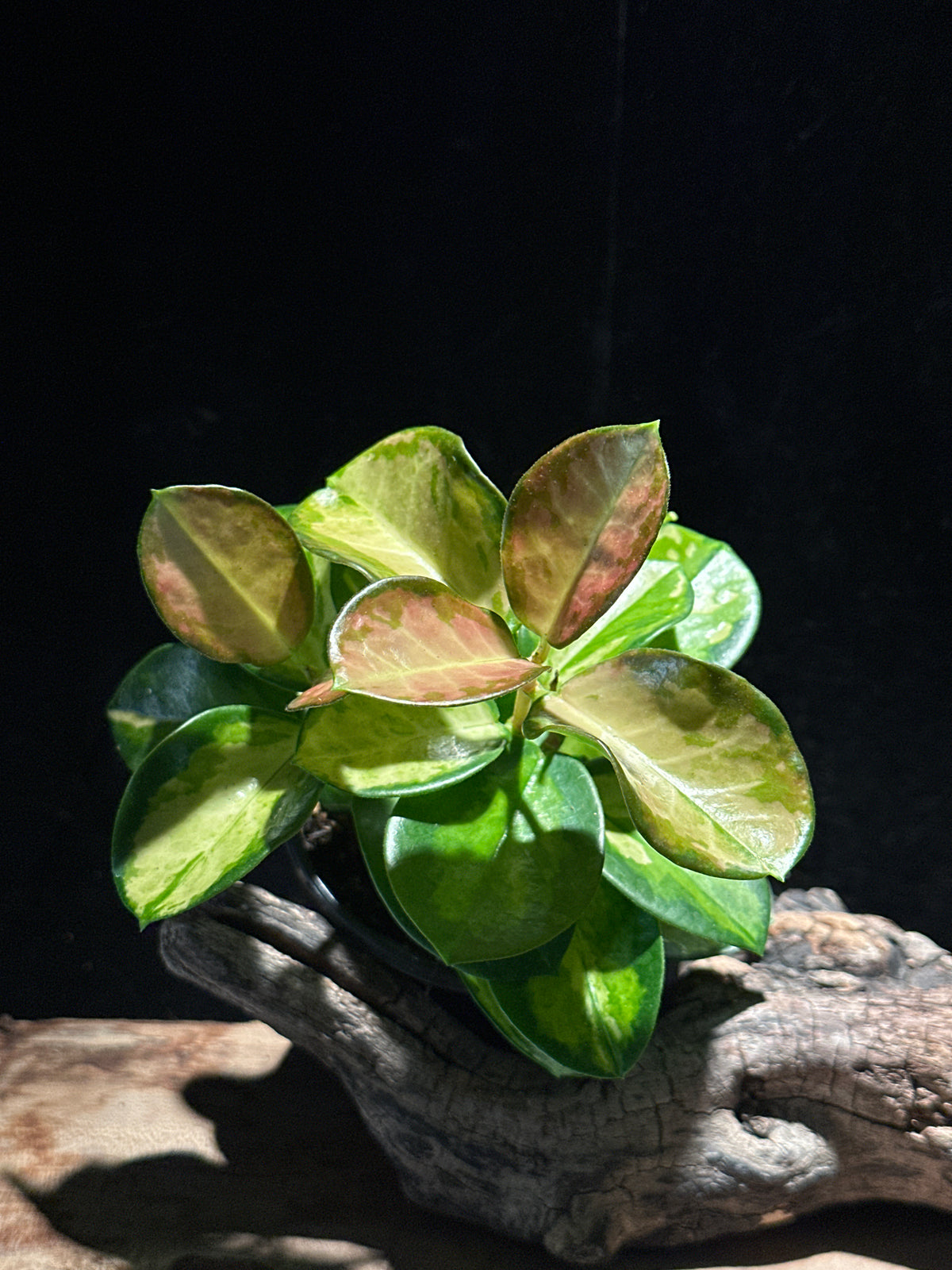 Hoya australis ‘Tricolor’