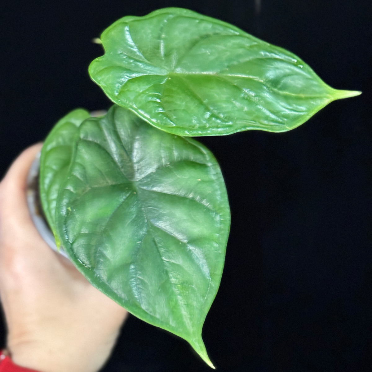 Alocasia ‘Dragon Scale’ 4” Pot