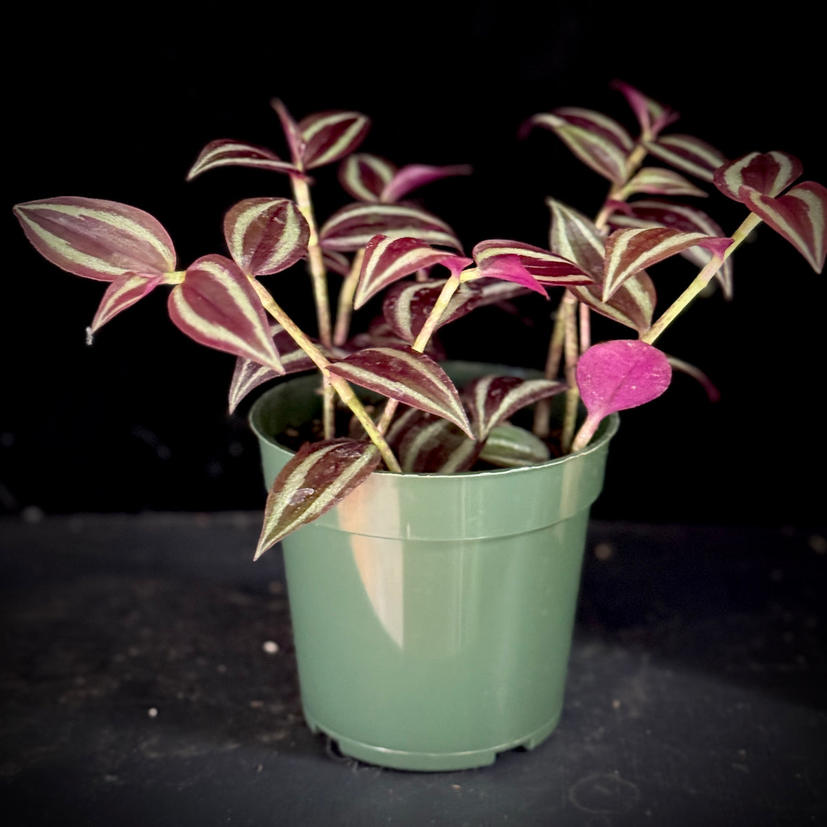 Tradescantia zebrina ‘Deep Purple’