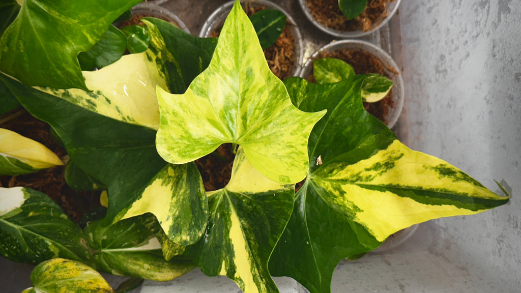 Anthurium 'Pterodactyl' Highly Variegated 6" (Not From Tissue Culture)
